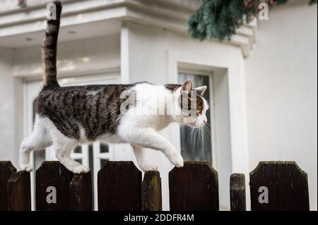Portrait of a cute little cat on a garden fence Stock Photo