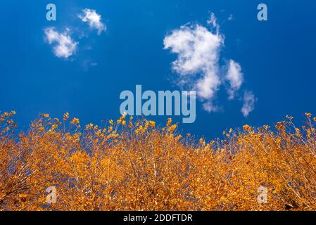 Fall sky: Golden Yellow Autumn Tree Tops under Blue Sky and White Clouds Stock Photo