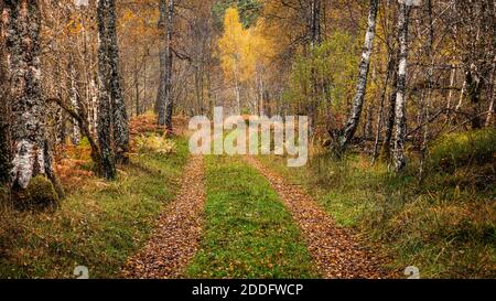 A hiking trail through the autumn colours in Glen Affric in the Scottish Highlands Stock Photo