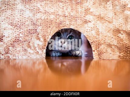 cute striped cat peeks into a hole in the wall looking for a mouse on the hunt at home Stock Photo