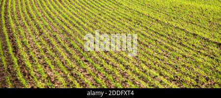 Shoots of winter cereal crop growing from soil in pattern of lines, Suffolk, England, UK Stock Photo