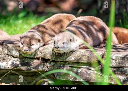 Two attentive Oriental small-clawed otters, Aonyx cinereus, crouched on a stone wall. Stock Photo