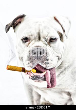 A fat old english bulldog is smoking a cigar. The tongue hangs out of its mouth. Head and shoulders shot, composite photo. Stock Photo