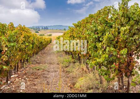 Vineyard with rows of vines against a blue sky with clouds. Israel Stock Photo