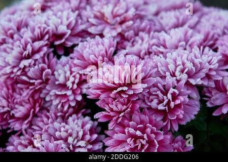A closeup of pink chrysanthemums covered in frost under the sunlight with a blurry background Stock Photo