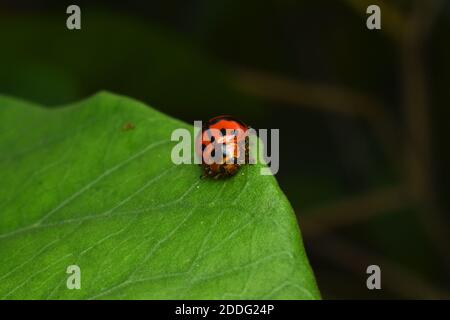 Lady bug crawling on green leaf Stock Photo