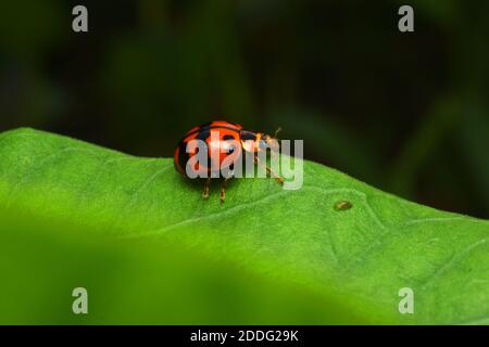 Lady bug crawling on green leaf Stock Photo