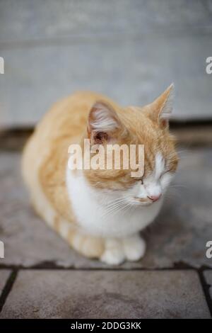 Ginger white fluffy cat sleeps on a stone floor outdoors. Stock Photo