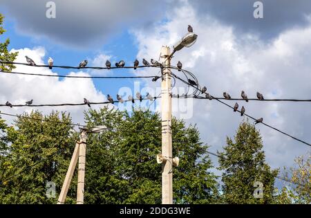 Pigeons are sitting on the electric wires against the blue sky Stock Photo