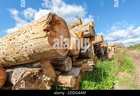 Broken old cut tree logs piled up near a forest road in sunny summer day. Deforestation environmental problem Stock Photo