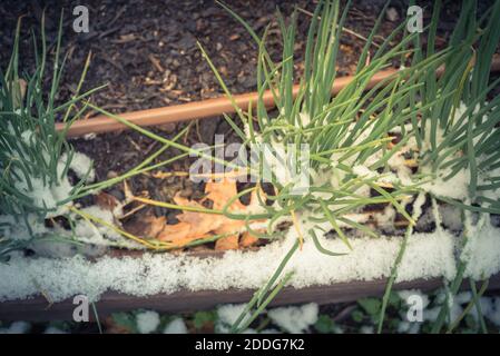 Filtered image homegrown spring onions in wintertime with snow covered at backyard garden in Texas, USA Stock Photo
