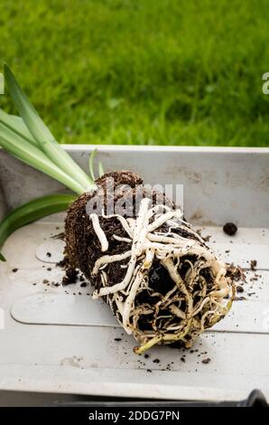 A young Agapanthus plant shwoing root growth and its readiness for repotting for its next stage of growth in UK Stock Photo