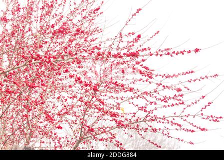 Dense of Texas winterberry (Ilex Decidua) red fruits on tree branches isolated on white snow Stock Photo