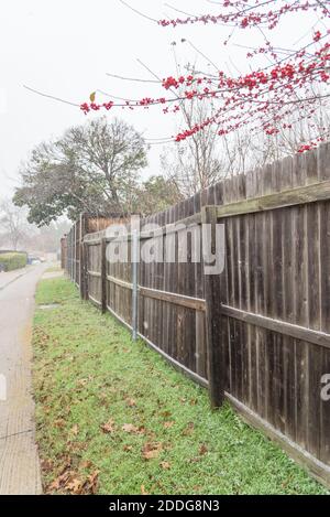 Neighborhood back alley with bright Crimson red winterberry in snow fall near Dallas, Texas, USA Stock Photo