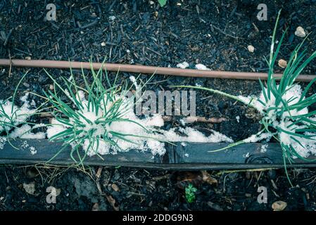 Filtered image homegrown spring onions in wintertime with snow covered at backyard garden in Texas, USA Stock Photo