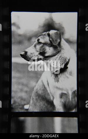 Fine 1970s vintage black and white photography of a beautiful and fun dog. Stock Photo