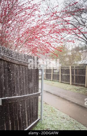 Neighborhood back alley with bright Crimson red winterberry in snow fall near Dallas, Texas, USA Stock Photo