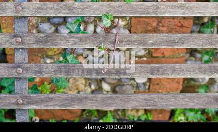 Wooden slats of a seat with ivy coming through back and bricks in background Stock Photo