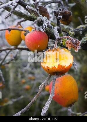 Apples left hanging on a tree to provide food in winter for birds and other flying wildlife in an English garden in UK Stock Photo