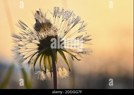 Dew drops on Dandelion close up isolated in garden Stock Photo