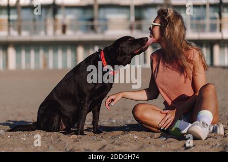 Adorable Labrador Retriever licking face of smiling female owner while sitting together on sandy beach on sunny day Stock Photo
