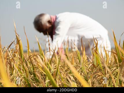 Selective focus on Paddy crop, Farmer busy working on paddy field during hot sunny day - Indian Rural lifestyle during harvesting season. Stock Photo