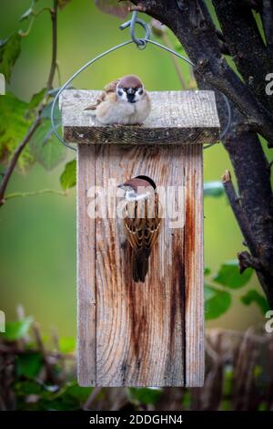 Sparrows in the Backyard Stock Photo