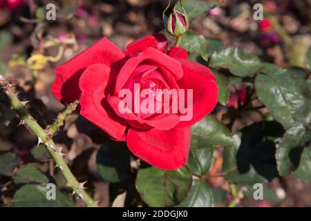 A single red rose in full bloom growing on a rose bush Stock Photo