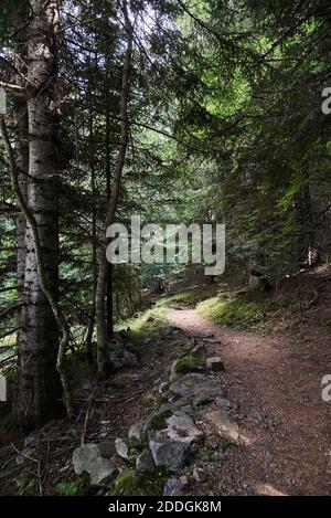 Path in the forest among tall green trees with woman walking away ...