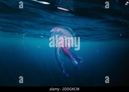 Underwater view of purple jellyfish swimming in clear ocean near surface of water Stock Photo