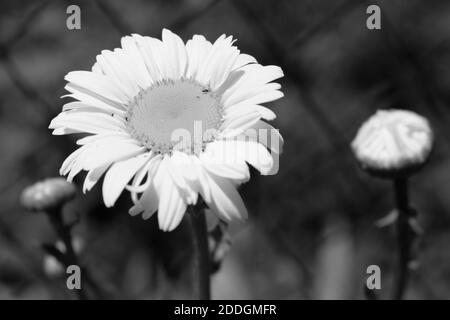 White camomile, close up. Beautiful white flower. Black and white image. Stock Photo