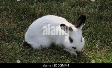 A closeup portrait of a Californian rabbit Stock Photo