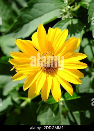 Arnica mountain, close-up. One beautiful yellow flower. Stock Photo