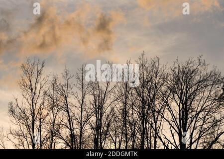 Sunset reflecting off clouds over silhouetted trees in winter Stock Photo