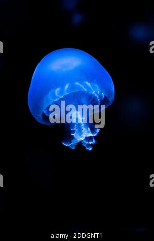 many bioluminescent jellyfish illuminated by blue light floating in dark water deep in ocean Stock Photo