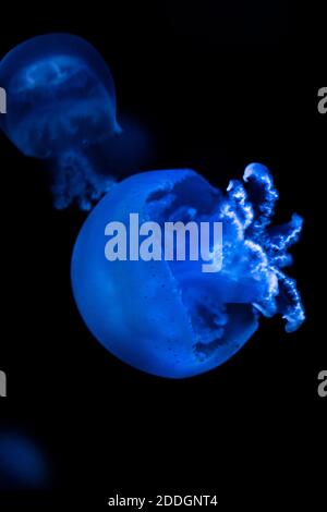 many bioluminescent jellyfish illuminated by blue light floating in dark water deep in ocean Stock Photo