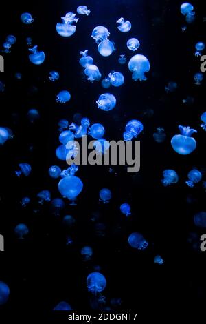 many bioluminescent jellyfish illuminated by blue light floating in dark water deep in ocean Stock Photo