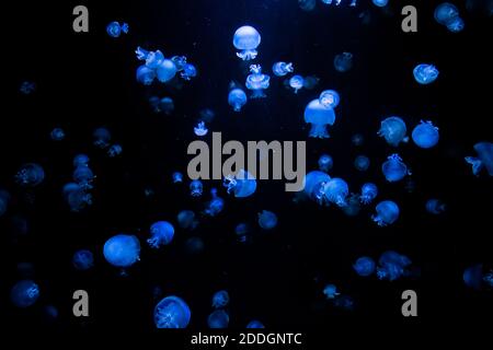 many bioluminescent jellyfish illuminated by blue light floating in dark water deep in ocean Stock Photo