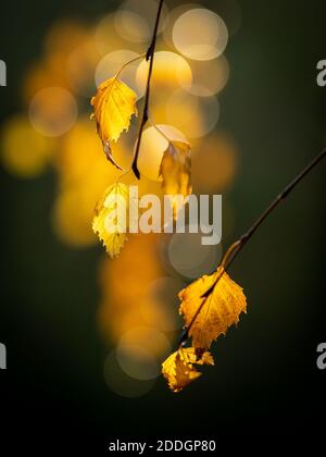 Fall in Vic Stock Photo