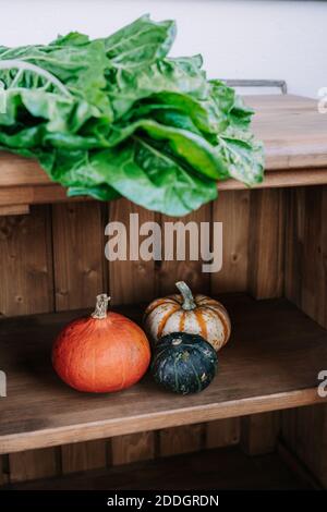 Various types of fresh pumpkins arranged near bunch of green chard leaves on wooden shelf Stock Photo