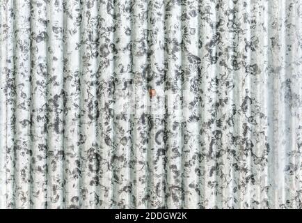 Old galvanized sheet texture background Stock Photo