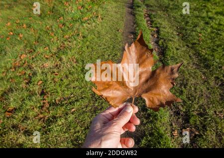 Close-up view of a brown fallen leaf of a Field Maple (Acer campestre) on Whitmoor Common, a nature reserve in Worplesdon, Guildford, Surrey in winter Stock Photo