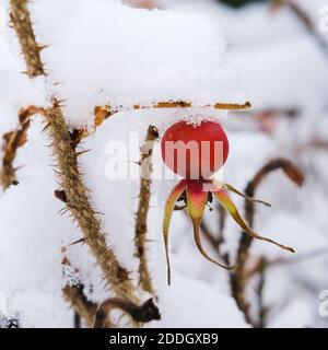 Selective focus to frosted ripened red berry of medical rosehip on bush covered with snow flakes and ice crystals after snowfall Stock Photo