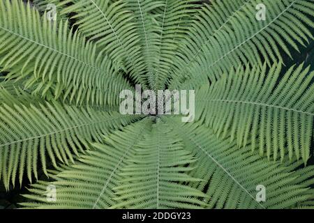 Fern leaves as a background. A beautiful symmetrical plant. Stock Photo