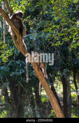 langur monkey wildlife sitting in a tree Stock Photo