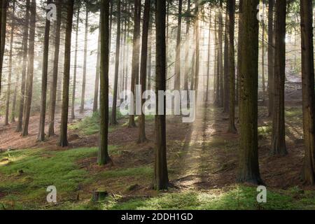 sun rays streaming through mist in forest plantation of Hemlock trees, tall, grown for timber. Sussex, UK, November Stock Photo