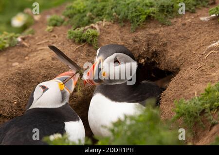 Atlantic puffins passing a feather on Skomer Island, Wales, UK Stock Photo