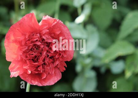 Poppy flower close-up. One big red flower. Stock Photo
