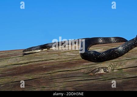 Eastern rat snake or black rat snake on a log.  This snake is the largest species of snake found in Pennsylvania USA Stock Photo