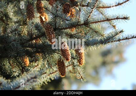 Branches of a blue spruce tree with brown cones in the soft magical sunlight against a blue sky outdoors. Blue spruce tree with cones in the sunlight. Stock Photo